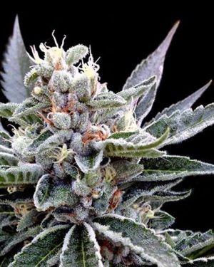 Florida Gold Feminised Seeds