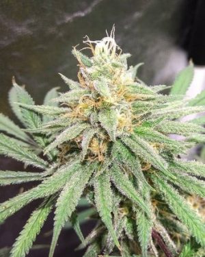 Formula One Regular Seeds