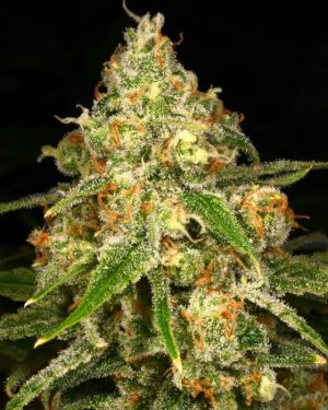 Ginger Tea Feminised Seeds