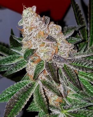 Heat Wave Regular Seeds