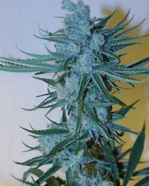 Amnesia OG Regular Seeds