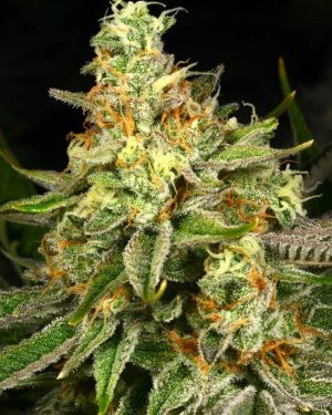 Killer Bees Feminised Seeds