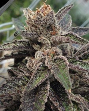 501st OG Regular Seeds