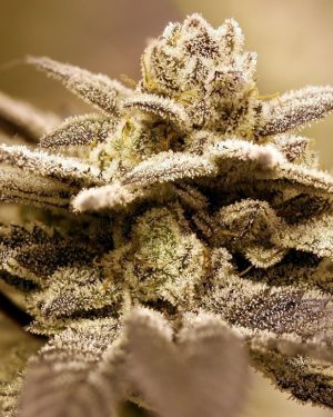 Dark Shadow Haze Regular Seeds