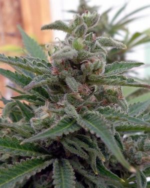 Flo OG Regular Seeds