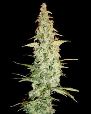 Cole Train Feminised Seeds