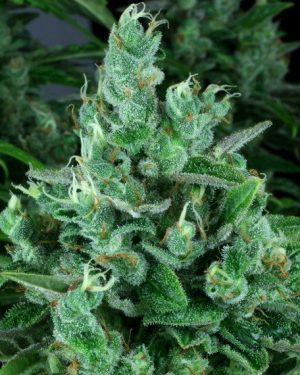 Kandy Kush Feminised Seeds