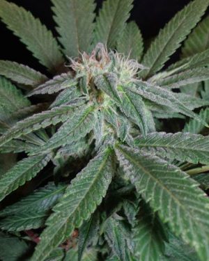 King Kush Feminised Seeds
