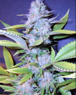Milk Feminised Seeds