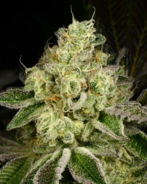 Show Boat Regular Seeds