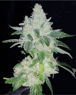 El Chapo Feminised Seeds