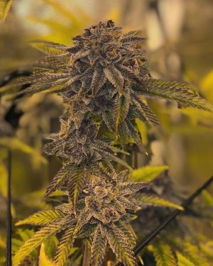 Forbidden Fruit Cake Feminised Seeds