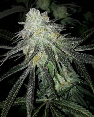 Lots Of Zkittlez Feminised Seeds