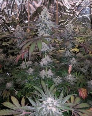 Melonaid Zkittles Feminised Seeds