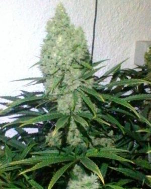Zupreme Feminised Seeds