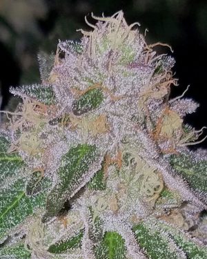 Tire Fire Regular Seeds