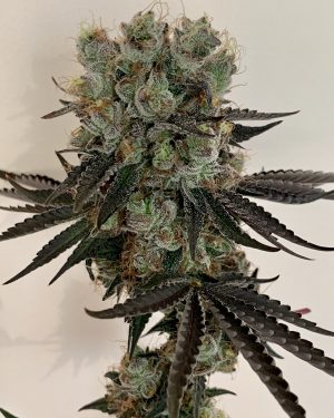 Cheddar Valley Regular Seeds