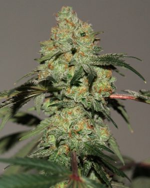 Chemonade v2 Regular Seeds