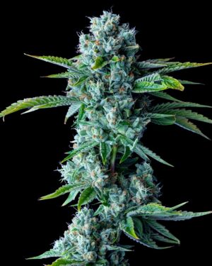 Skywalker Kush Feminised Seeds
