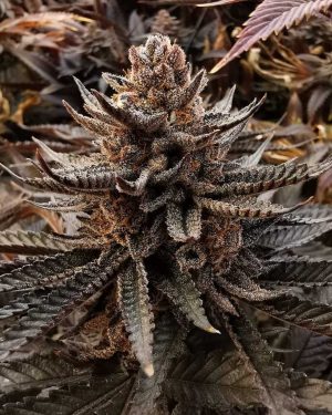 Queen’s Sangria Regular Seeds