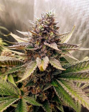 Royal Mauiberry Regular Seeds