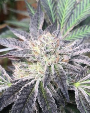 Rum Cream Regular Seeds