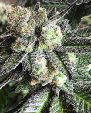 Tar Pit Regular Seeds