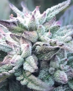 The Queen’s Black Lime Pie Regular Seeds