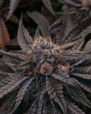 Tinky Winky Regular Seeds