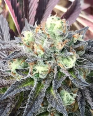 TL;DR Regular Seeds
