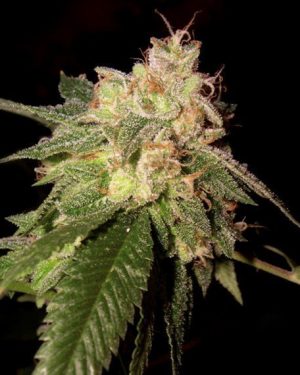 OG Kush Feminised Seeds