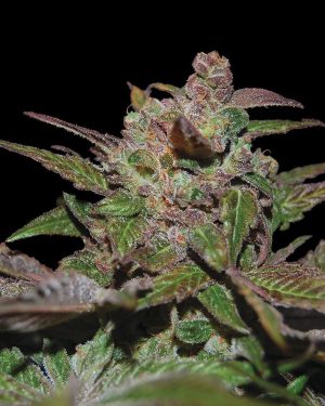 Purple Wreck Feminised Seeds