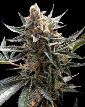 Tangie Regular Seeds