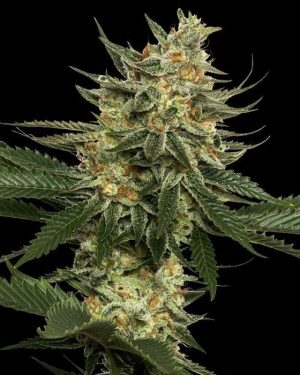 Tangie Feminised Seeds