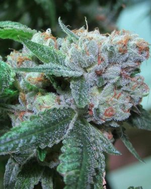 The OG #18 (aka Private Reserve OG) Feminised Seeds