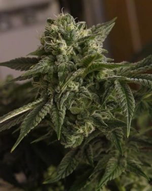 ODB (Old Dirty Biker) aka Cheesy Rider Regular Seeds