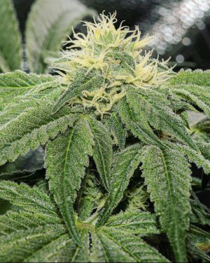 OG Tini Regular Seeds