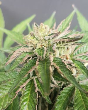 Double Funk Ltd Regular Seeds