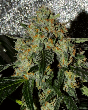 Karma OG Jack Feminised Seeds