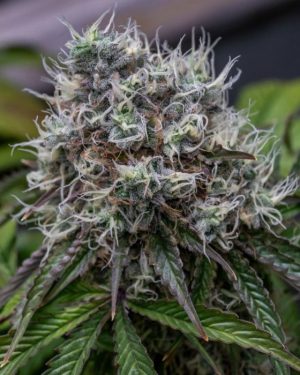 Lemon Rado Regular Seeds