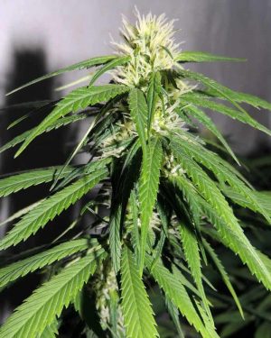 Old School Haze (OSH) A#5HZ Feminised Seeds