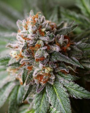 Rado Biker Regular Seeds
