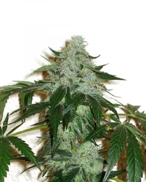Road Dawg aka Road Dog Regular Seeds