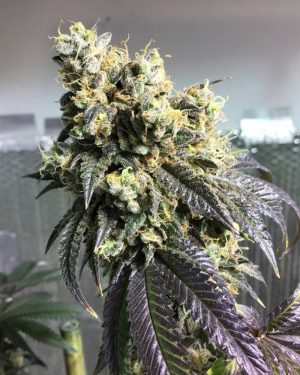 Sherb Biker Regular Seeds