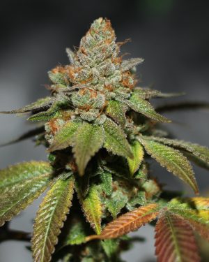 Skullcap Regular Seeds