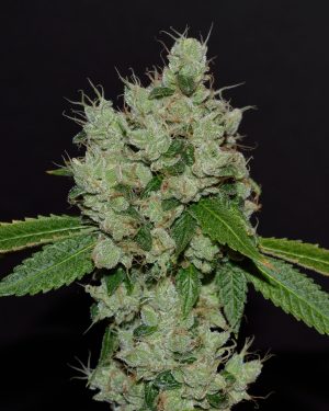 Sour Josh Regular Seeds