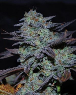 Sour Leda Regular Seeds
