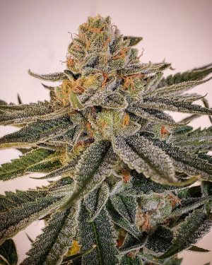 Sour Melon Regular Seeds