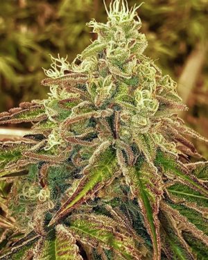 Sweets Regular Seeds