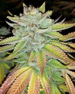 Tha Melon Regular Seeds